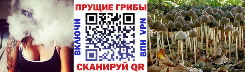 Купить  Тайга  Псилоцибиновые грибы мухоморы 